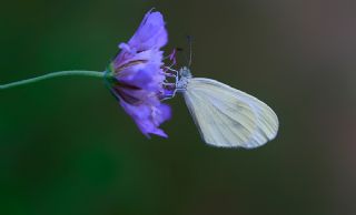 Narin Orman Beyaz (Leptidea sinapis)