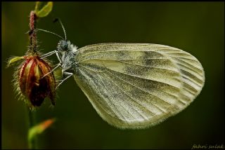 Narin Orman Beyaz (Leptidea sinapis)