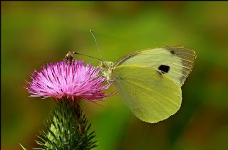 Byk Beyazmelek  (Pieris brassicae)