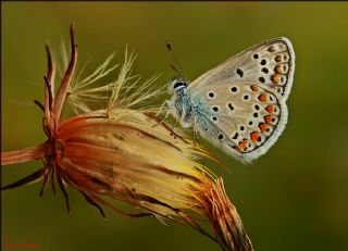 okgzl Meneke Mavisi (Polyommatus thersites)
