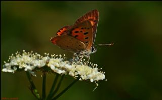 Benekli Bakr Gzeli (Lycaena phlaeas)