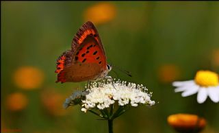 Benekli Bakr Gzeli (Lycaena phlaeas)