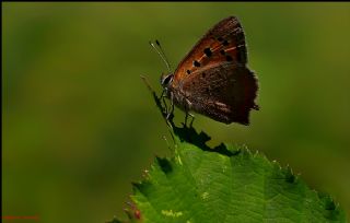 Benekli Bakr Gzeli (Lycaena phlaeas)