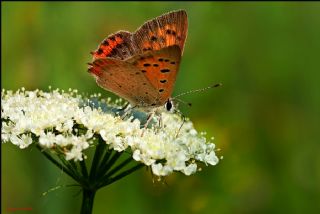 Benekli Bakr Gzeli (Lycaena phlaeas)