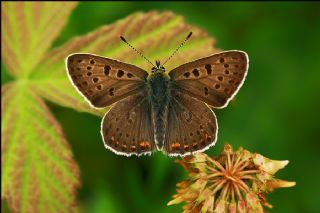 sli Bakr Gzeli (Lycaena tityrus)