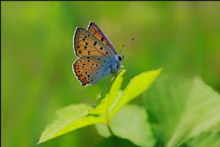 Byk Mor Bakr Gzeli (Lycaena alciphron)