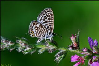 Mavi Zebra (Leptotes pirithous)