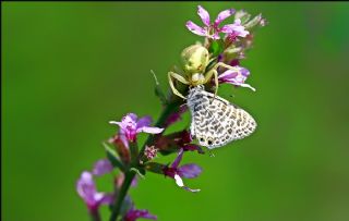 Mavi Zebra (Leptotes pirithous)