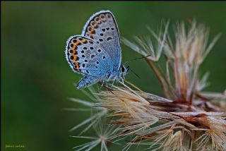 Gm Lekeli Esmergz (Plebejus argus)