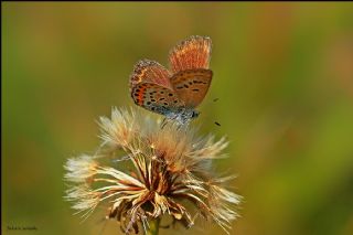 okgzl Esmer (Aricia agestis)