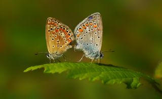 okgzl Mavi (Polyommatus icarus)