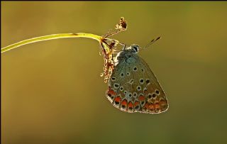 okgzl Mavi (Polyommatus icarus)