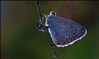 okgzl Mavi (Polyommatus icarus)