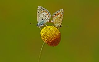 okgzl Mavi (Polyommatus icarus)