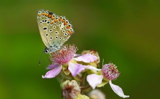 okgzl Mavi (Polyommatus icarus)