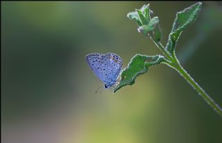 okgzl Mavi (Polyommatus icarus)