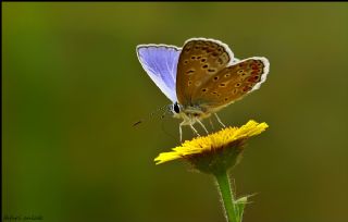 okgzl Mavi (Polyommatus icarus)