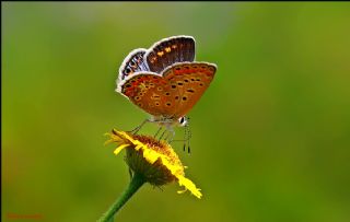 okgzl Mavi (Polyommatus icarus)