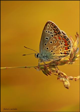 okgzl Mavi (Polyommatus icarus)