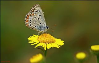 okgzl Mavi (Polyommatus icarus)