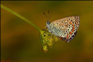 okgzl Mavi (Polyommatus icarus)