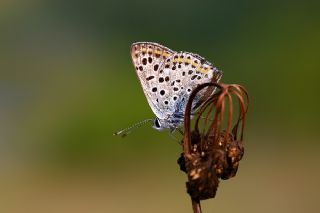 sli Bakr Gzeli (Lycaena tityrus)