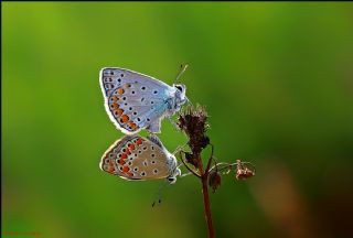 okgzl Mavi (Polyommatus icarus)