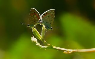 okgzl Mavi (Polyommatus icarus)