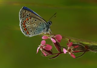 okgzl Mavi (Polyommatus icarus)