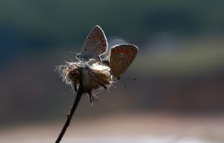 okgzl Mavi (Polyommatus icarus)