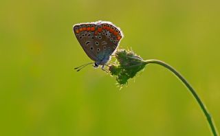 okgzl Mavi (Polyommatus icarus)