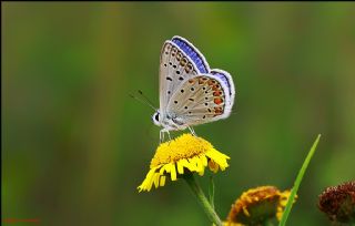 okgzl Mavi (Polyommatus icarus)