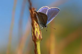 okgzl Mavi (Polyommatus icarus)