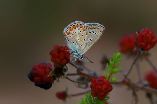 okgzl Mavi (Polyommatus icarus)