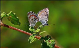 okgzl Mavi (Polyommatus icarus)