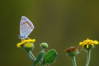 okgzl Mavi (Polyommatus icarus)