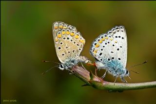 okgzl Mavi (Polyommatus icarus)