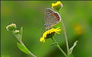 okgzl Mavi (Polyommatus icarus)