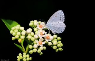 Kutsal Mavi (Celastrina argiolus)