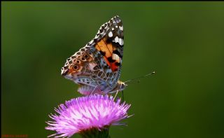 Diken Kelebei (Vanessa cardui)