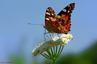 Diken Kelebei (Vanessa cardui)