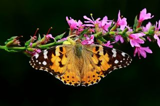 Diken Kelebei (Vanessa cardui)