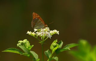 Cengaver (Argynnis paphia)