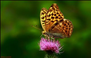 Cengaver (Argynnis paphia)