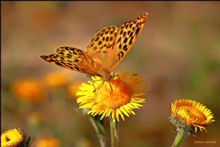 Cengaver (Argynnis paphia)