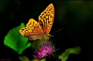 Cengaver (Argynnis paphia)