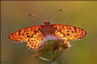 Benekli parhan (Melitaea didyma)