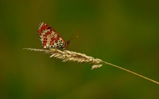 Benekli parhan (Melitaea didyma)