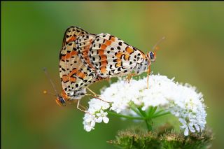 Benekli parhan (Melitaea didyma)