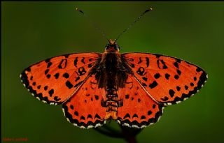 Benekli parhan (Melitaea didyma)